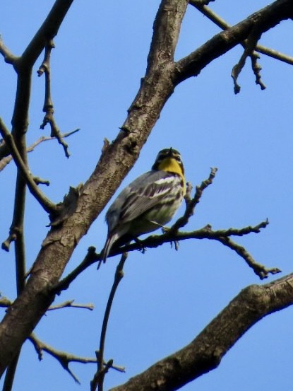 Yellow-throated Warbler - ML634718301