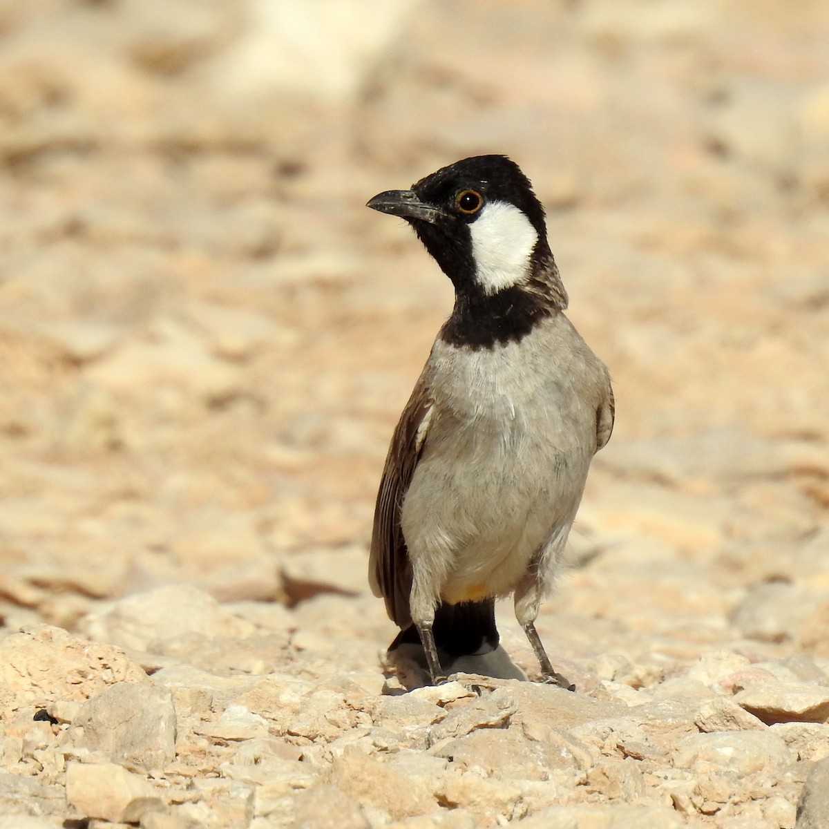 White-eared Bulbul - ML634718309