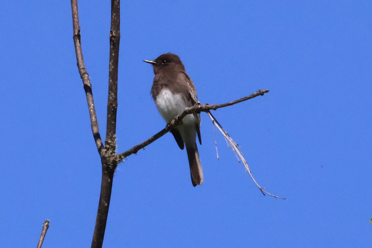 Black Phoebe - ML634718315