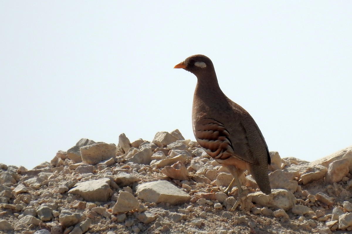 Sand Partridge - ML634718335
