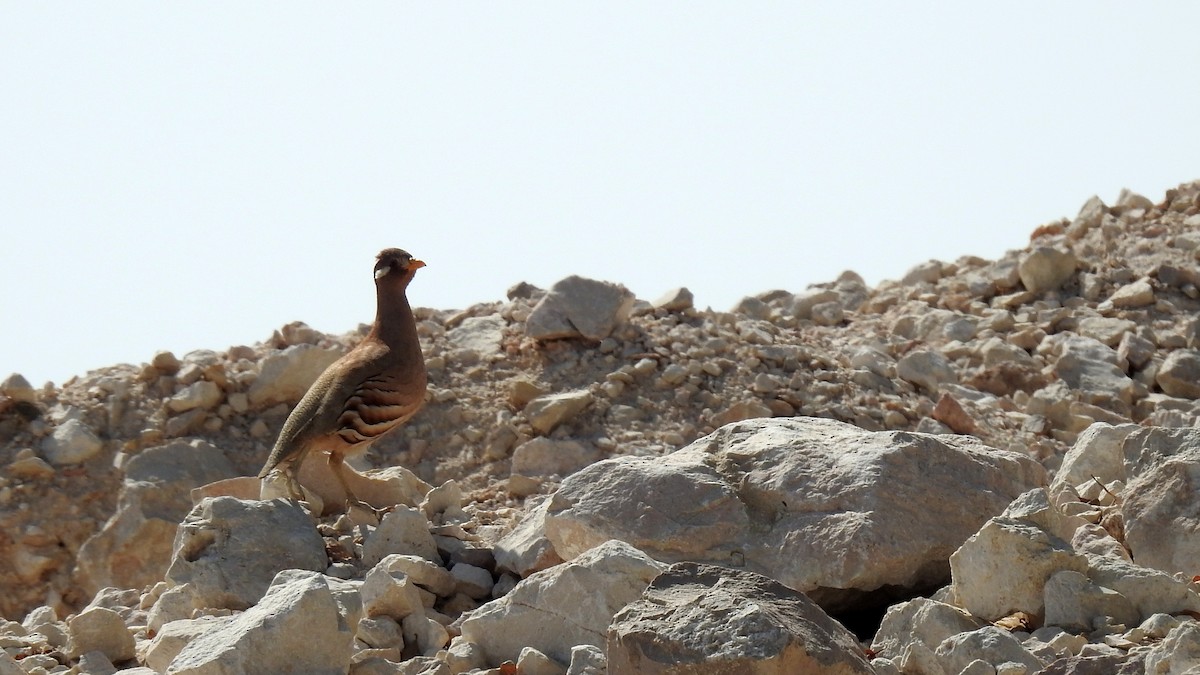 Sand Partridge - ML634718338