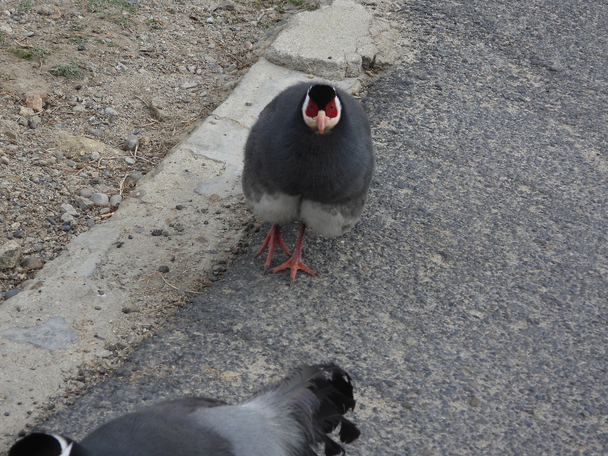 Tibetan Eared-Pheasant - ML634718352