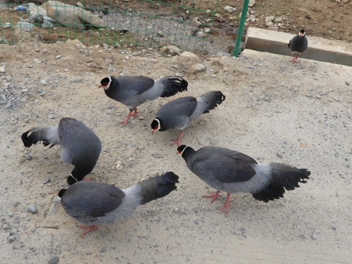 Tibetan Eared-Pheasant - ML634718364