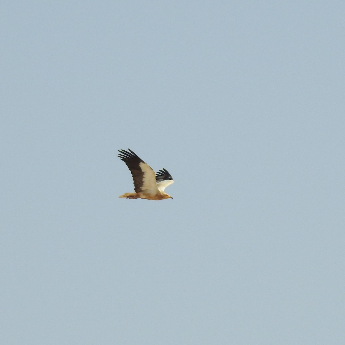 Egyptian Vulture - ML634718365