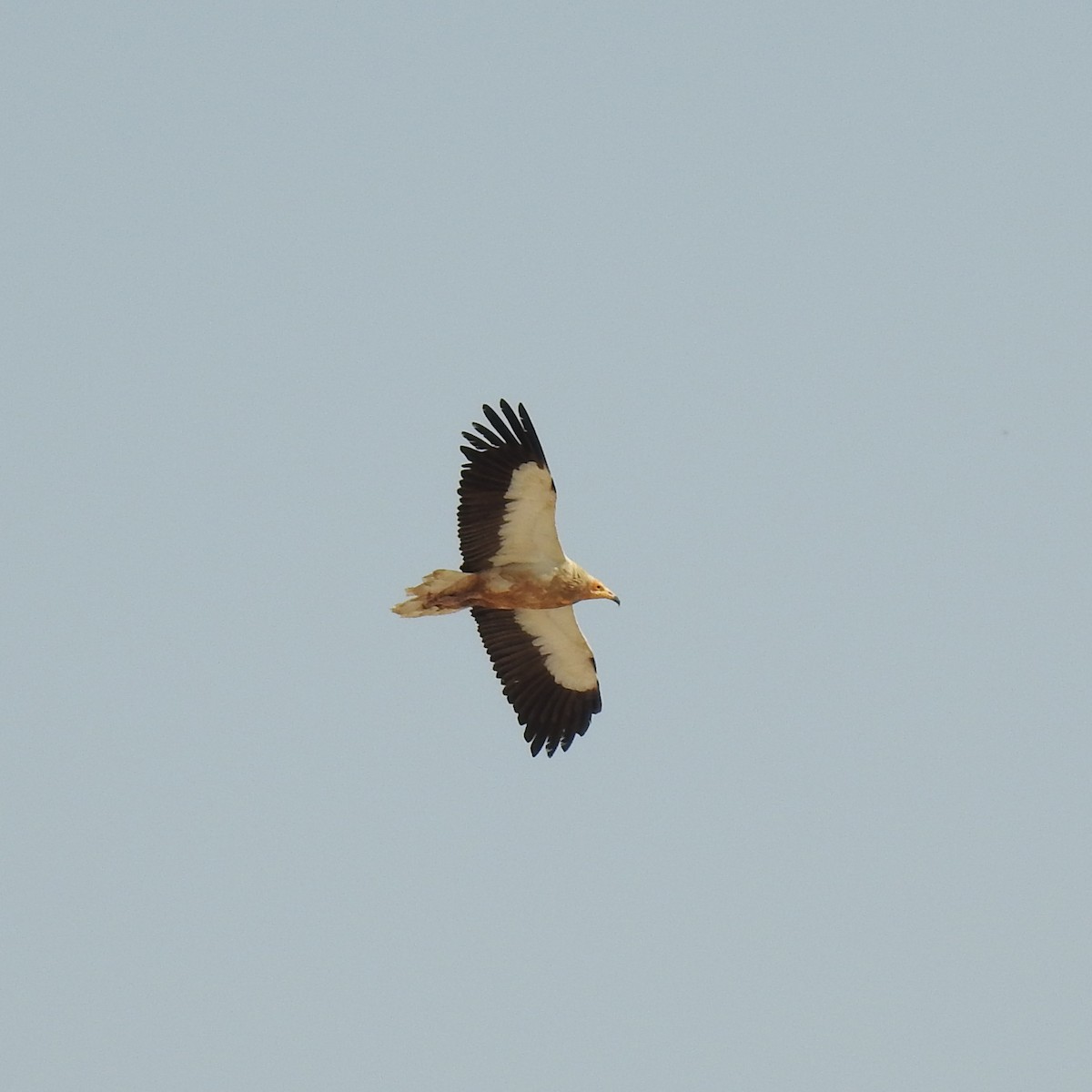 Egyptian Vulture - ML634718366