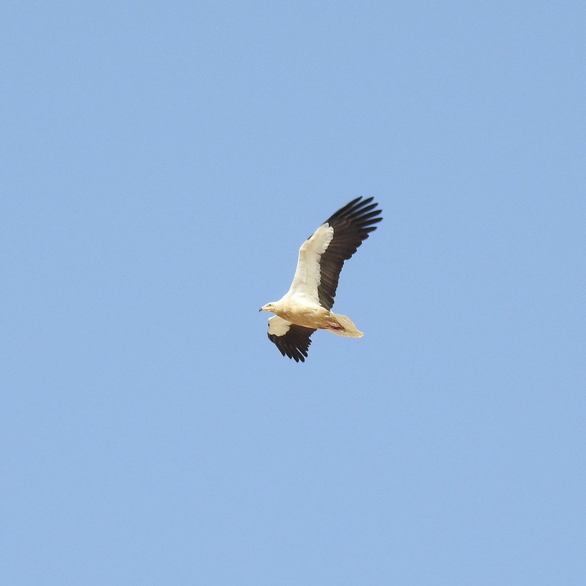 Egyptian Vulture - ML634718367