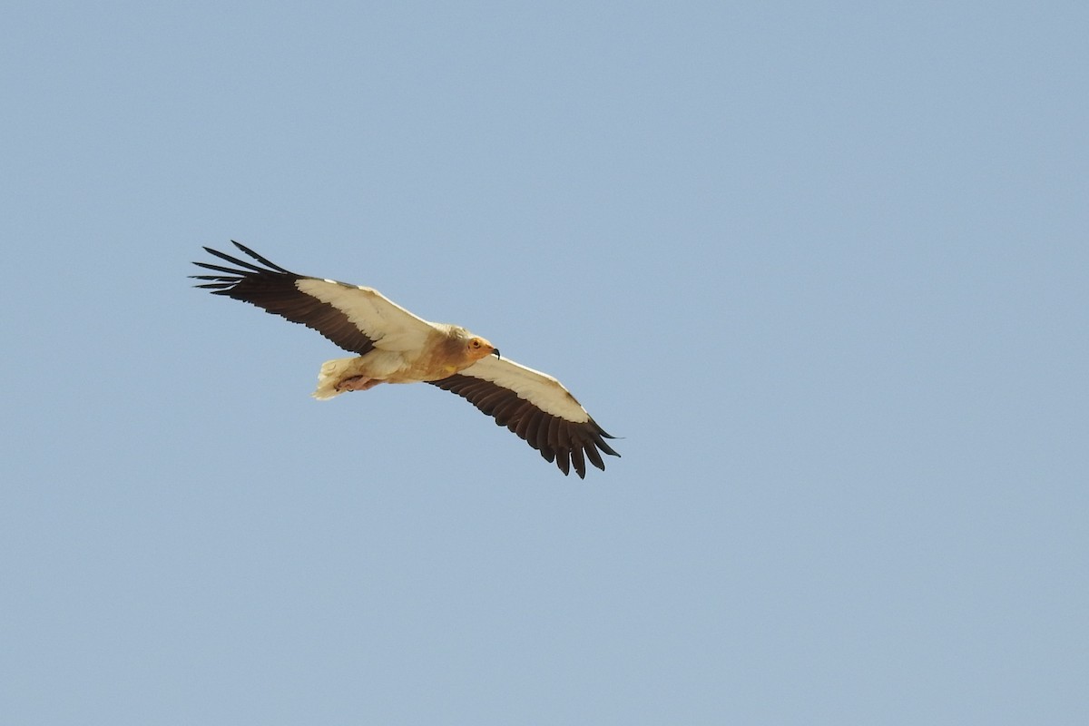 Egyptian Vulture - ML634718368