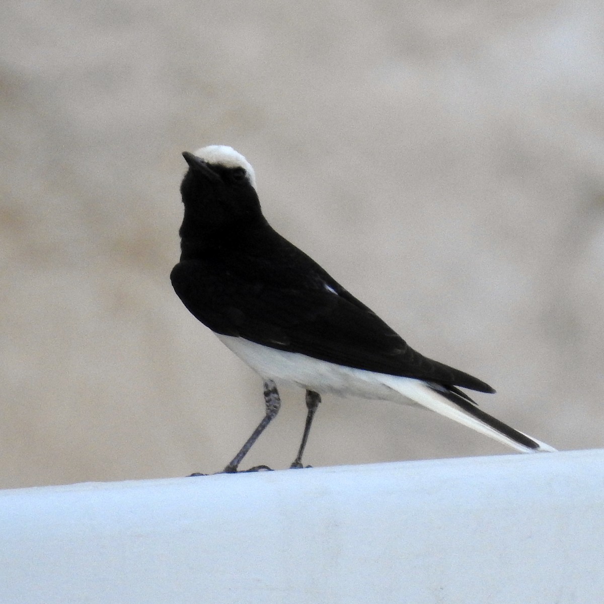 Hooded Wheatear - ML634718372