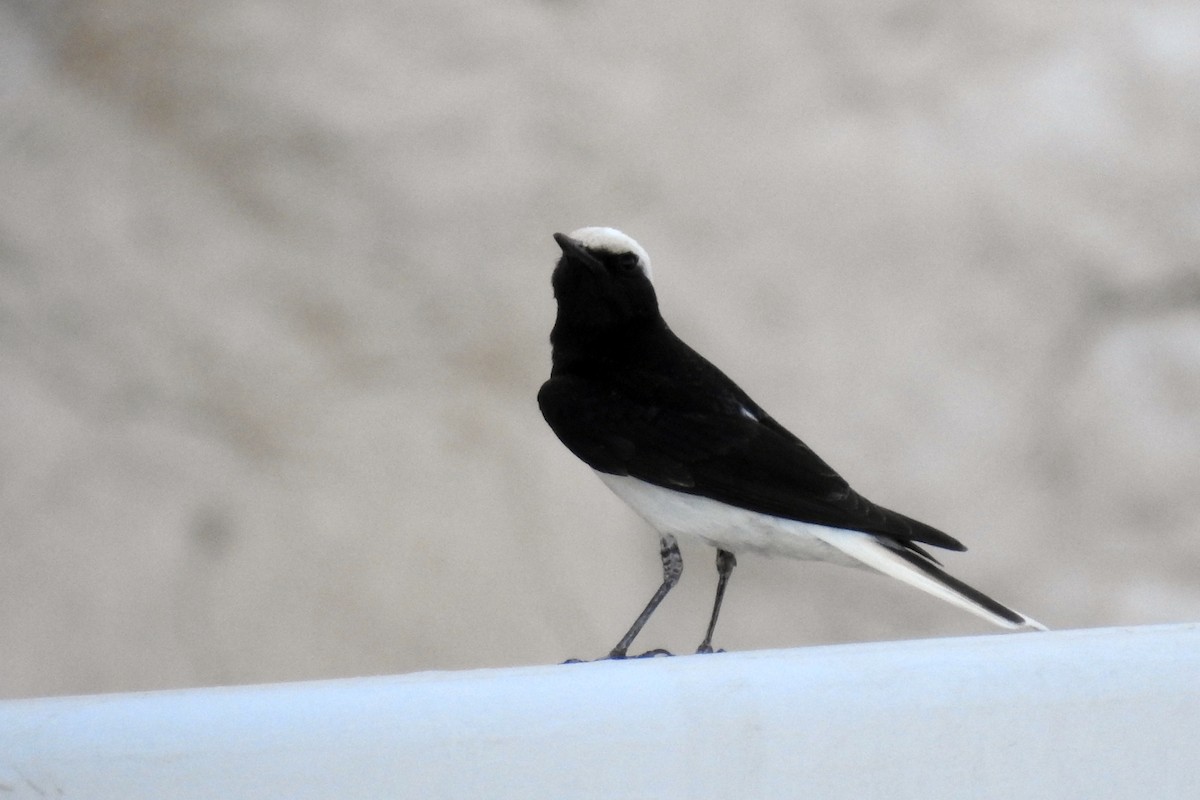 Hooded Wheatear - ML634718373