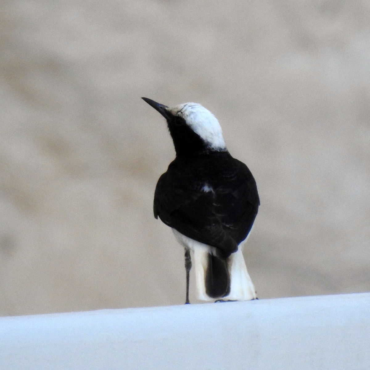 Hooded Wheatear - ML634718374
