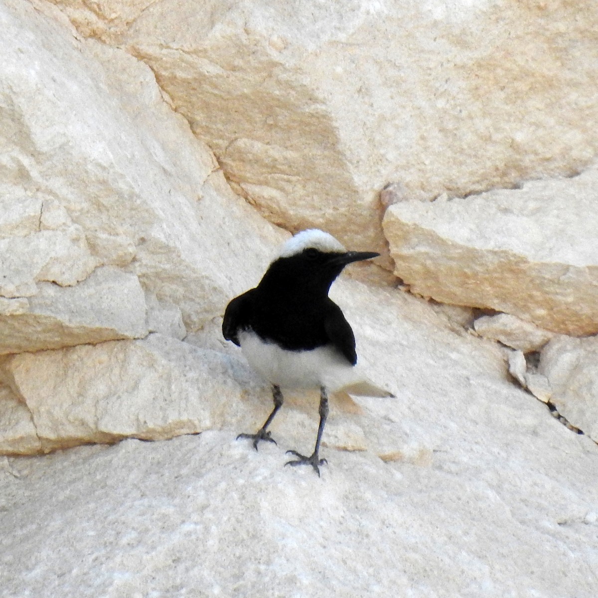 Hooded Wheatear - ML634718375