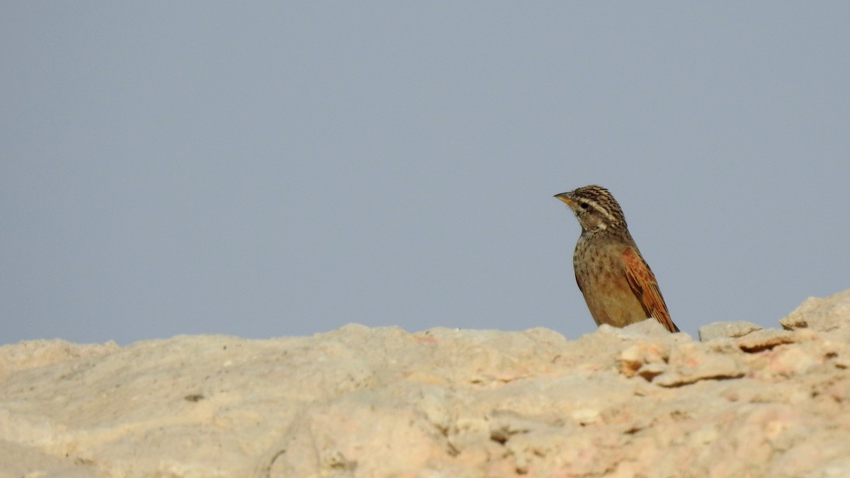 Striolated Bunting - ML634718380
