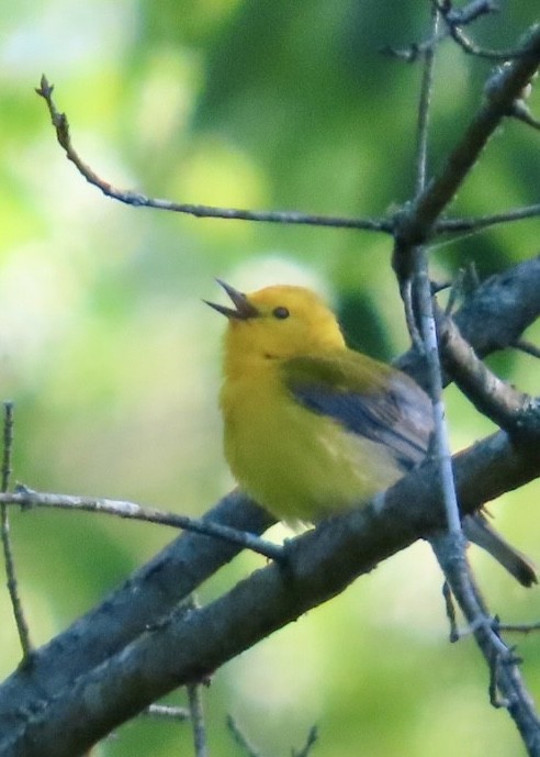 Prothonotary Warbler - ML634718425