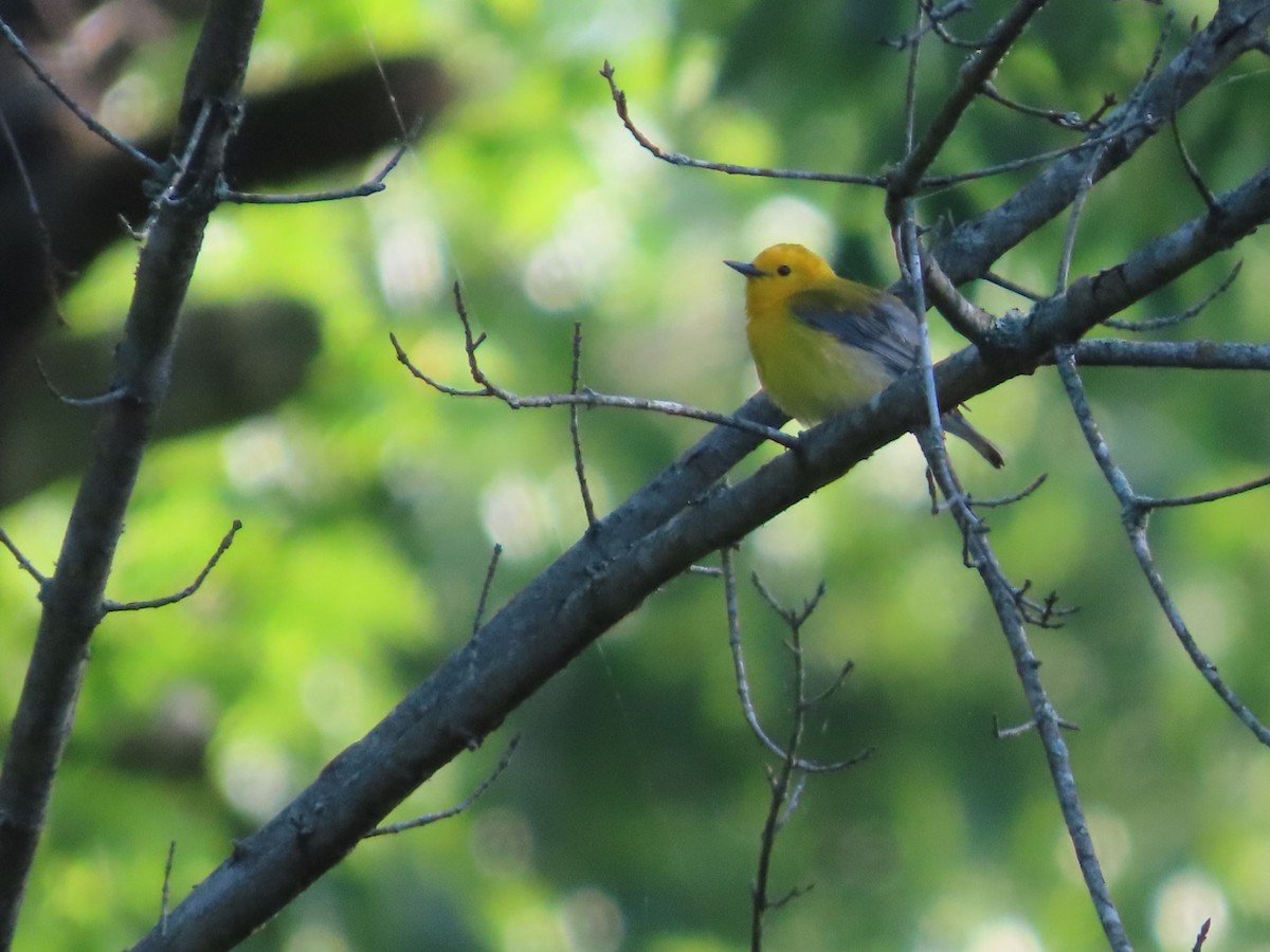 Prothonotary Warbler - ML634718426