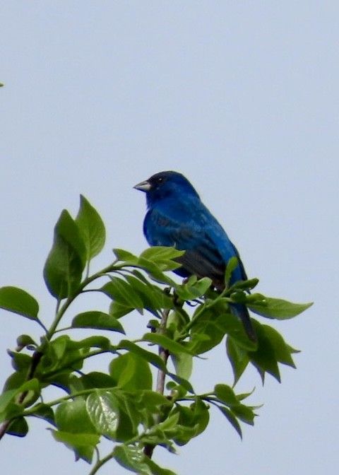 Blue Grosbeak - ML634718493