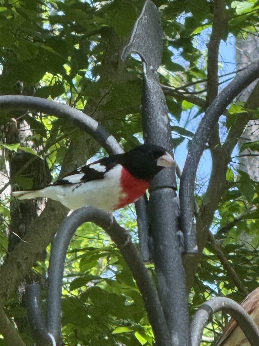 Rose-breasted Grosbeak - ML634718538