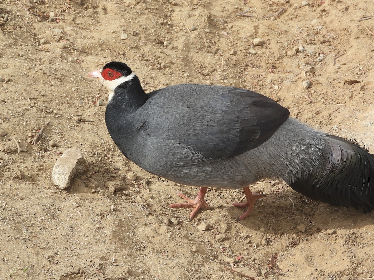 Tibetan Eared-Pheasant - ML634718639