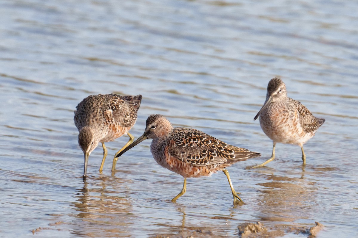 Long-billed Dowitcher - ML634718651
