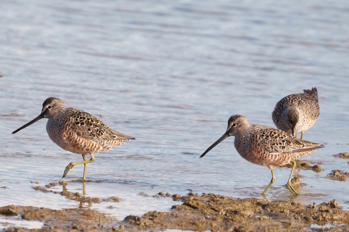 Long-billed Dowitcher - ML634718653
