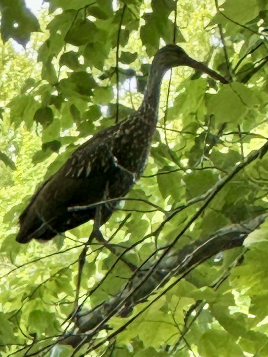 Limpkin - ML634718670