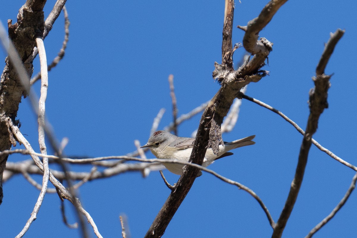 Lucy's Warbler - ML634718894