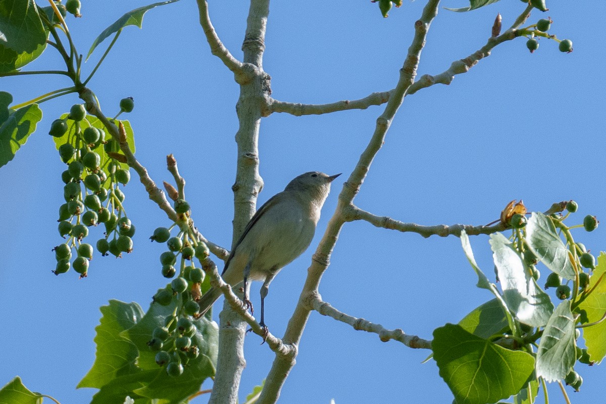 Lucy's Warbler - ML634718895