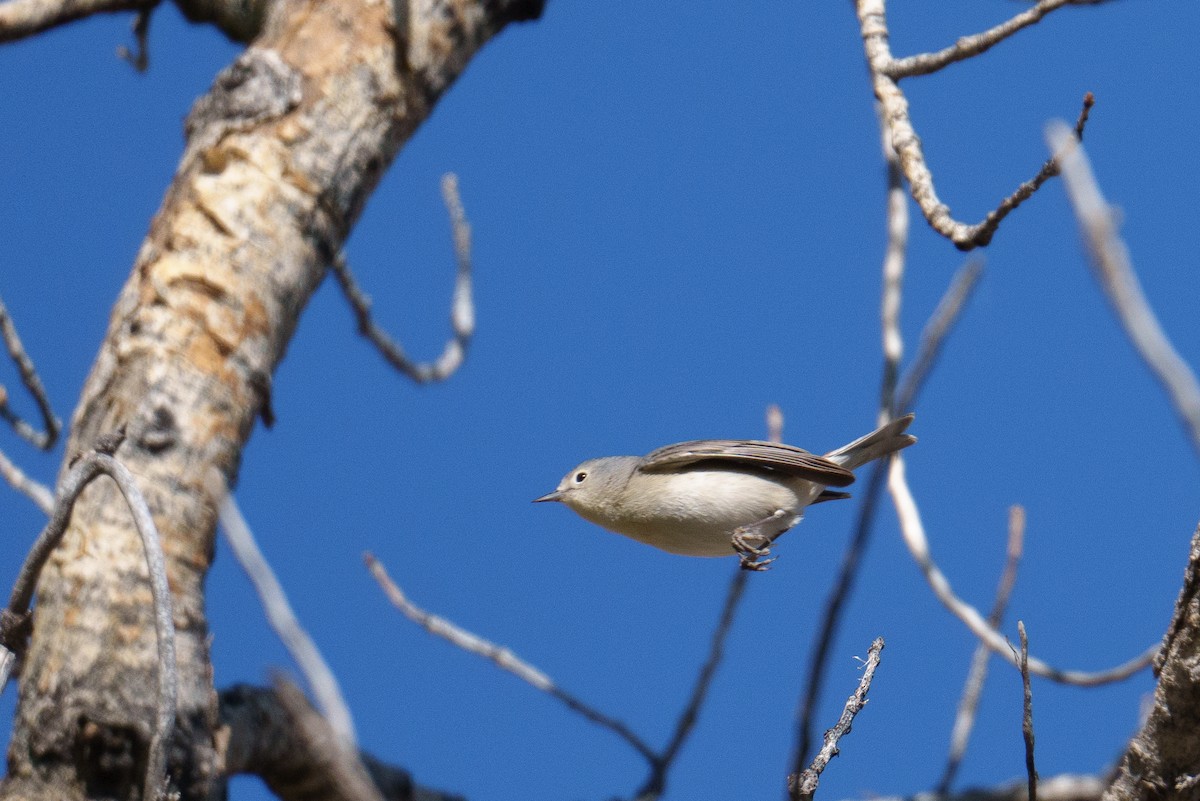 Lucy's Warbler - ML634718896