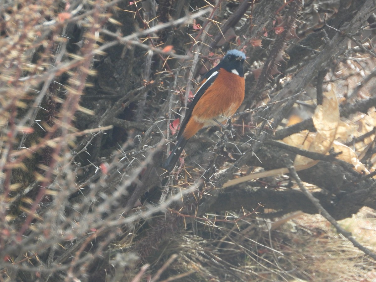 White-throated Redstart - ML634718955