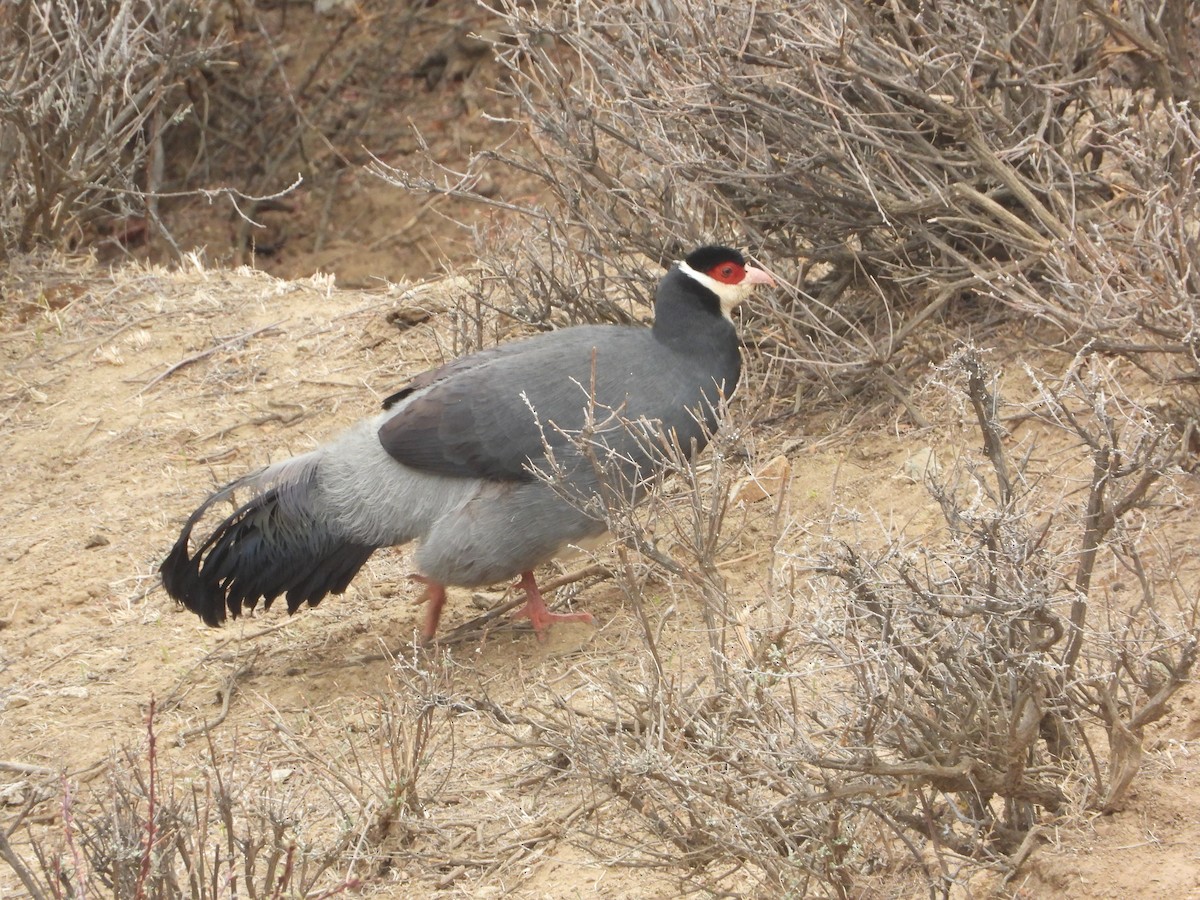 Tibetan Eared-Pheasant - ML634719023
