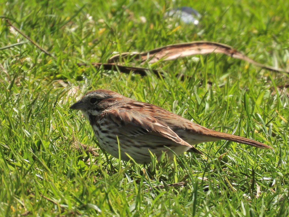 Song Sparrow - ML634719042
