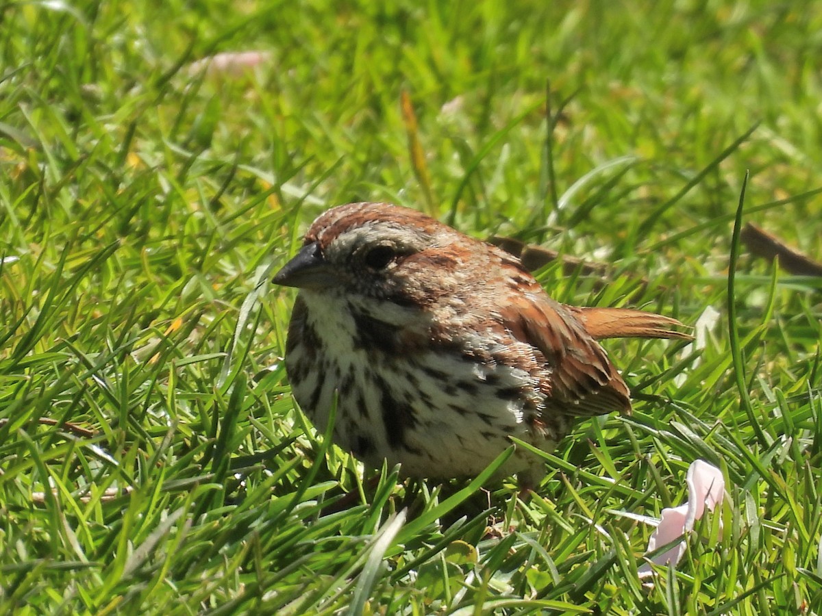Song Sparrow - ML634719076