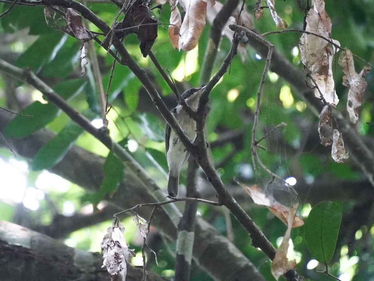 Malabar Woodshrike - ML634719084