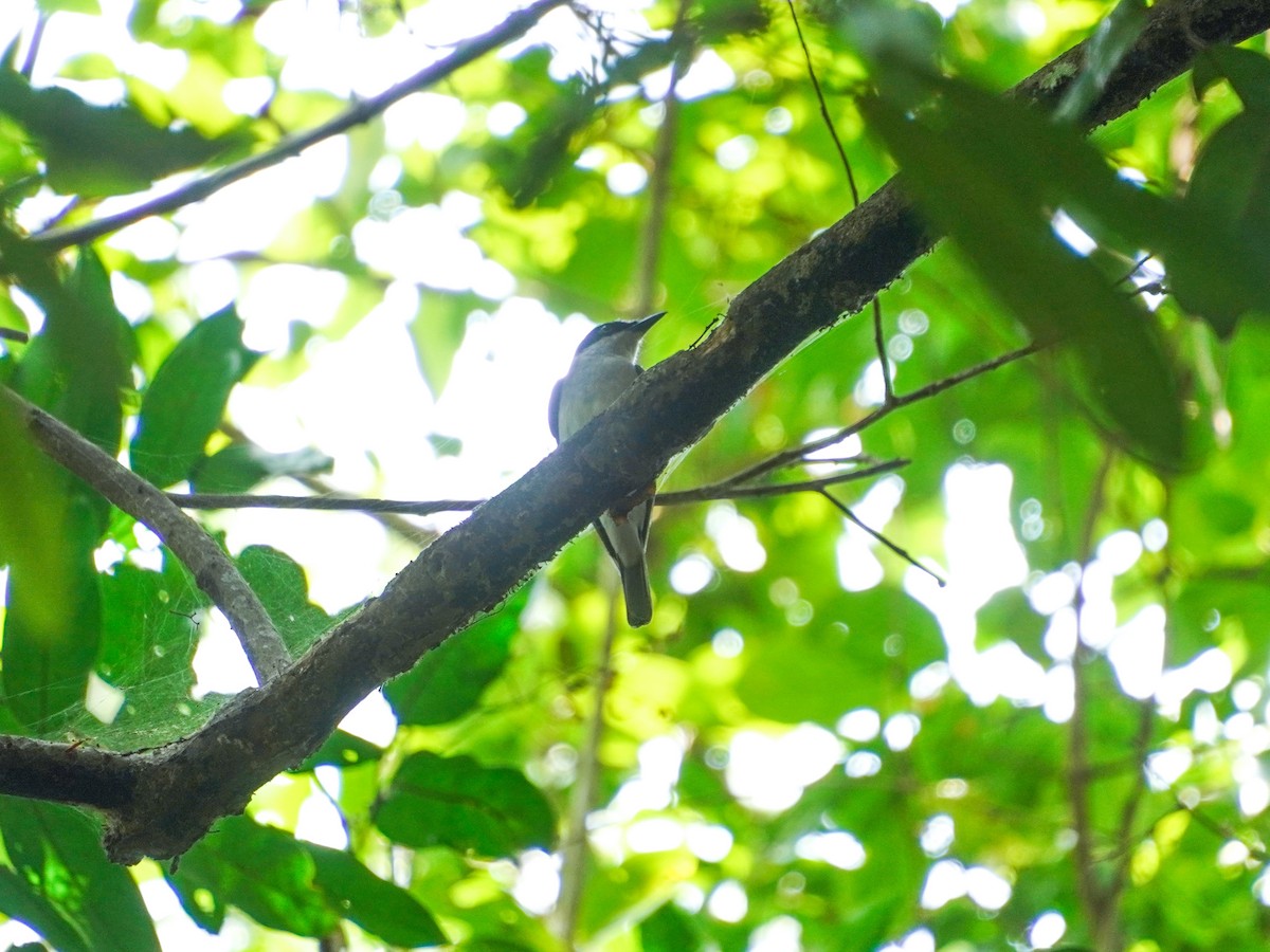 Malabar Woodshrike - ML634719085