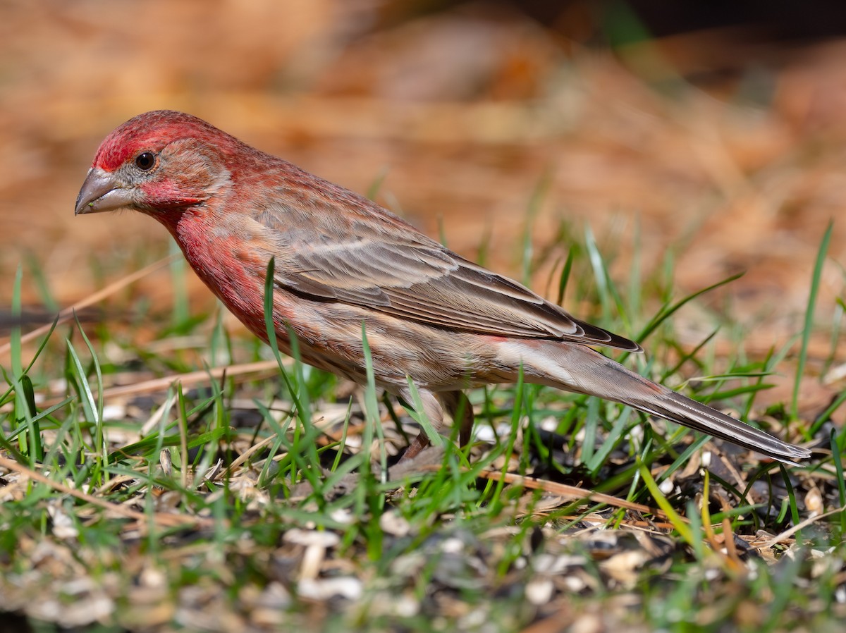 House Finch - ML634719145
