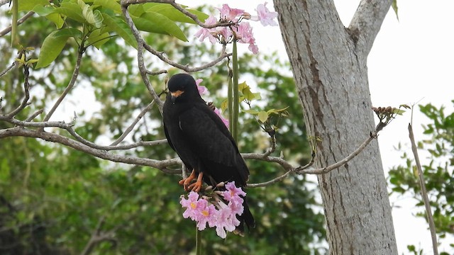 Snail Kite - ML634719181
