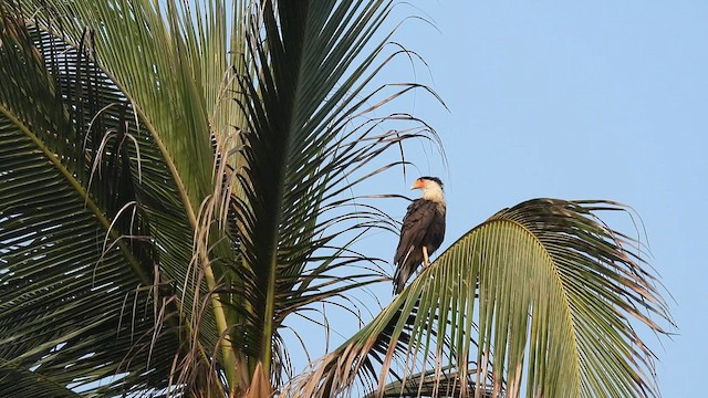 Crested Caracara - ML634719211