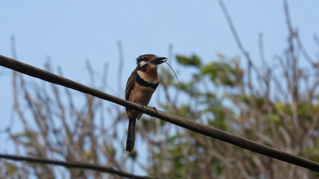 Russet-throated Puffbird - ML634719263