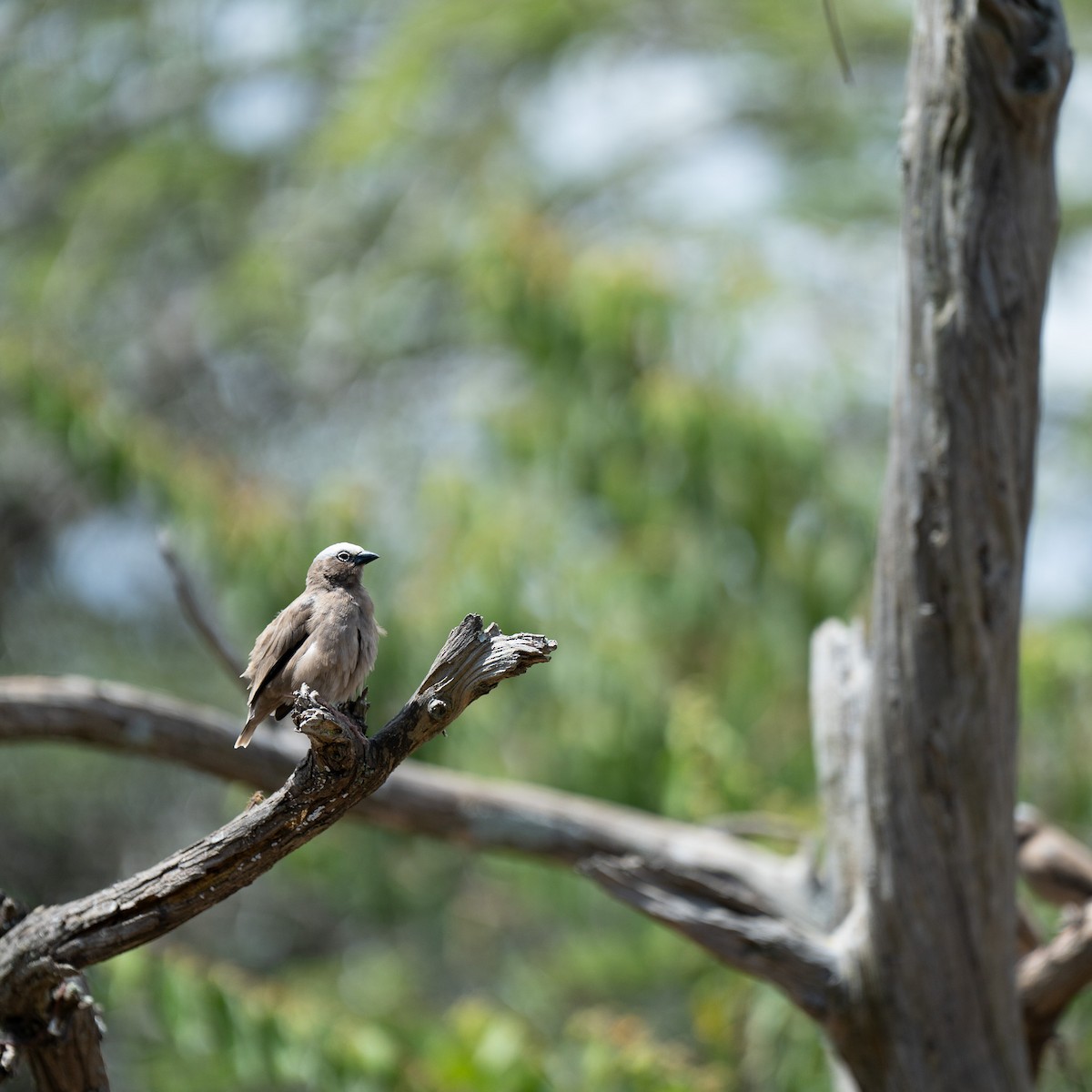 Gray-capped Social-Weaver - ML634719284