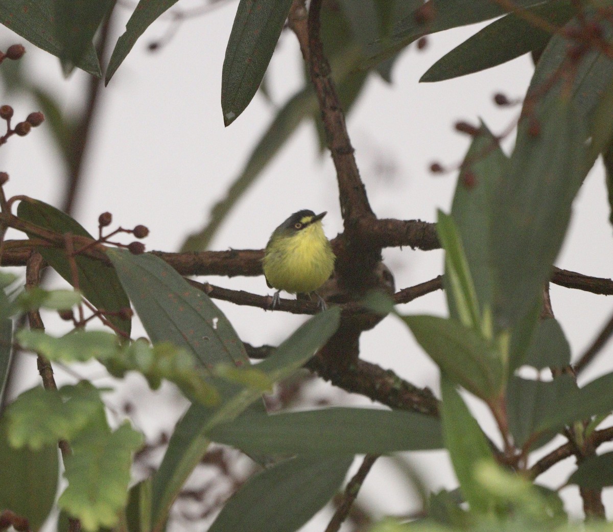 Gray-headed Tody-Flycatcher - ML634719489