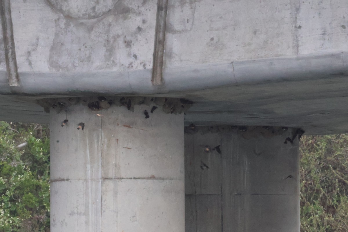 Cliff Swallow - ML634719547