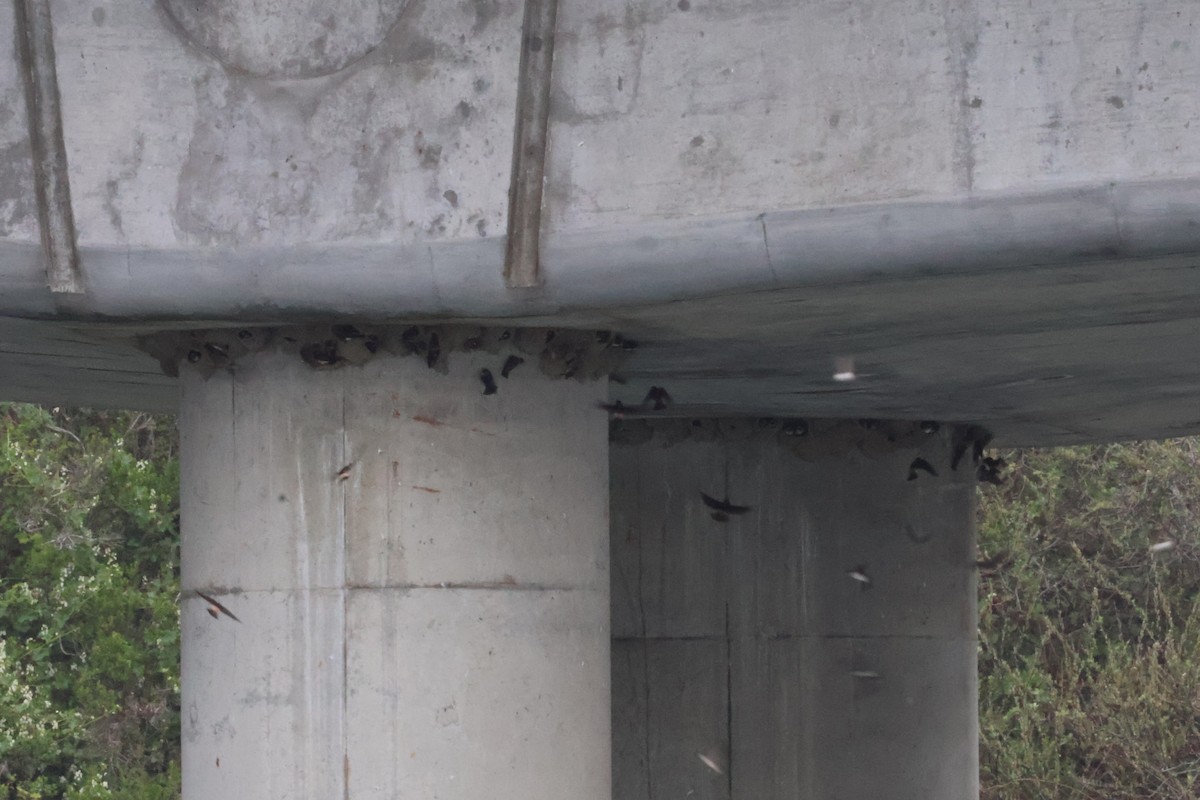 Cliff Swallow - ML634719548