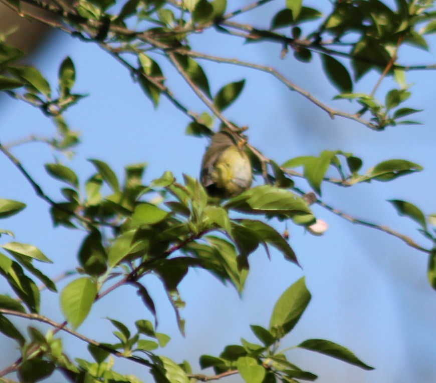 Orange-crowned Warbler - ML634719620