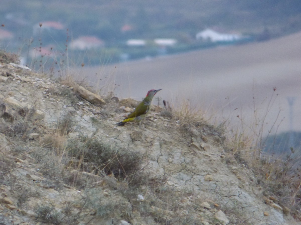 Iberian Green Woodpecker - ML634719716