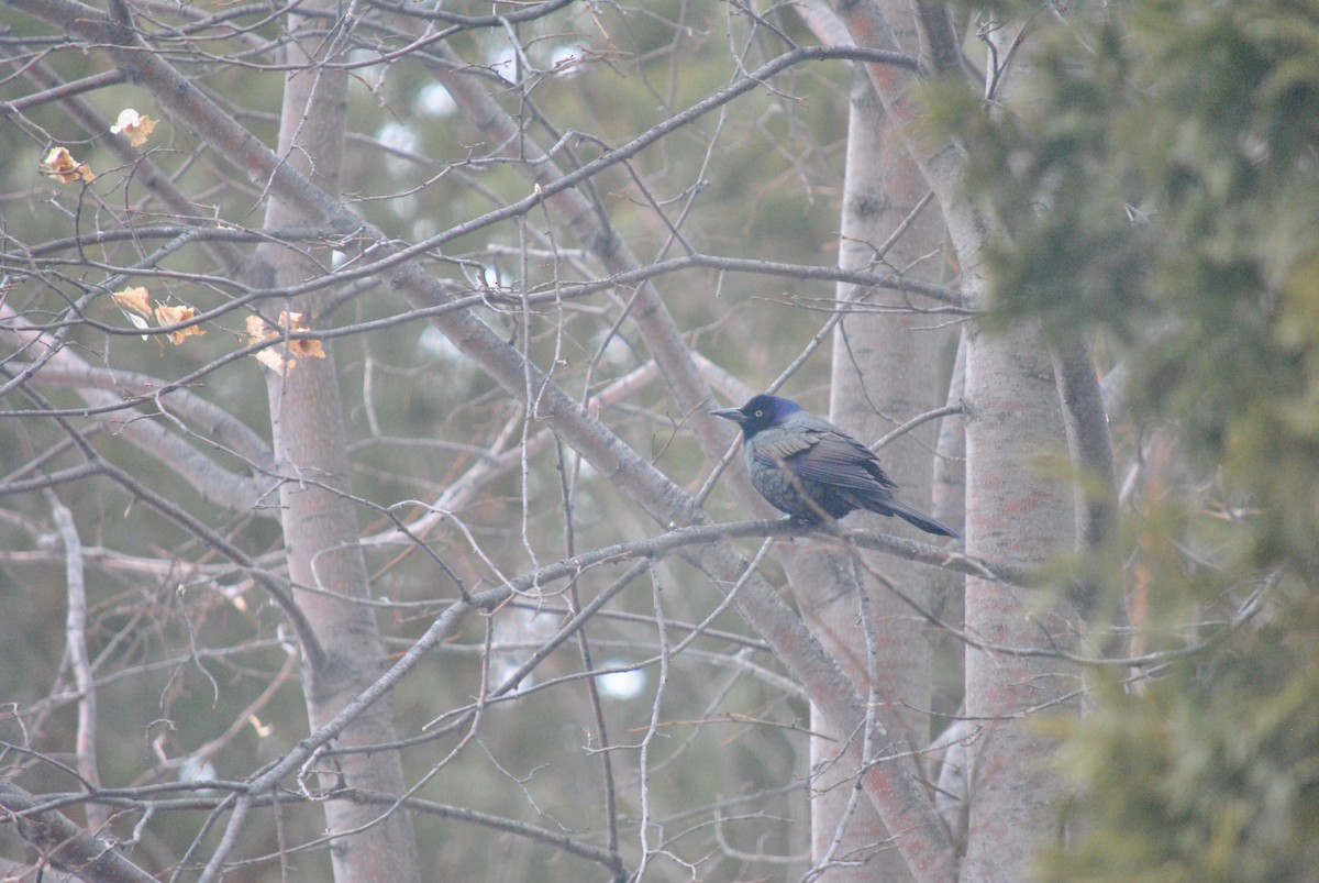 Common Grackle - ML634719735