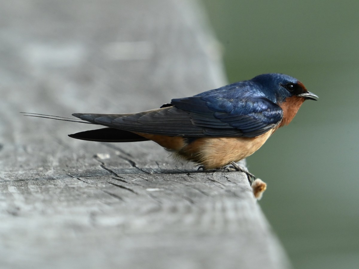Barn Swallow - ML634719903