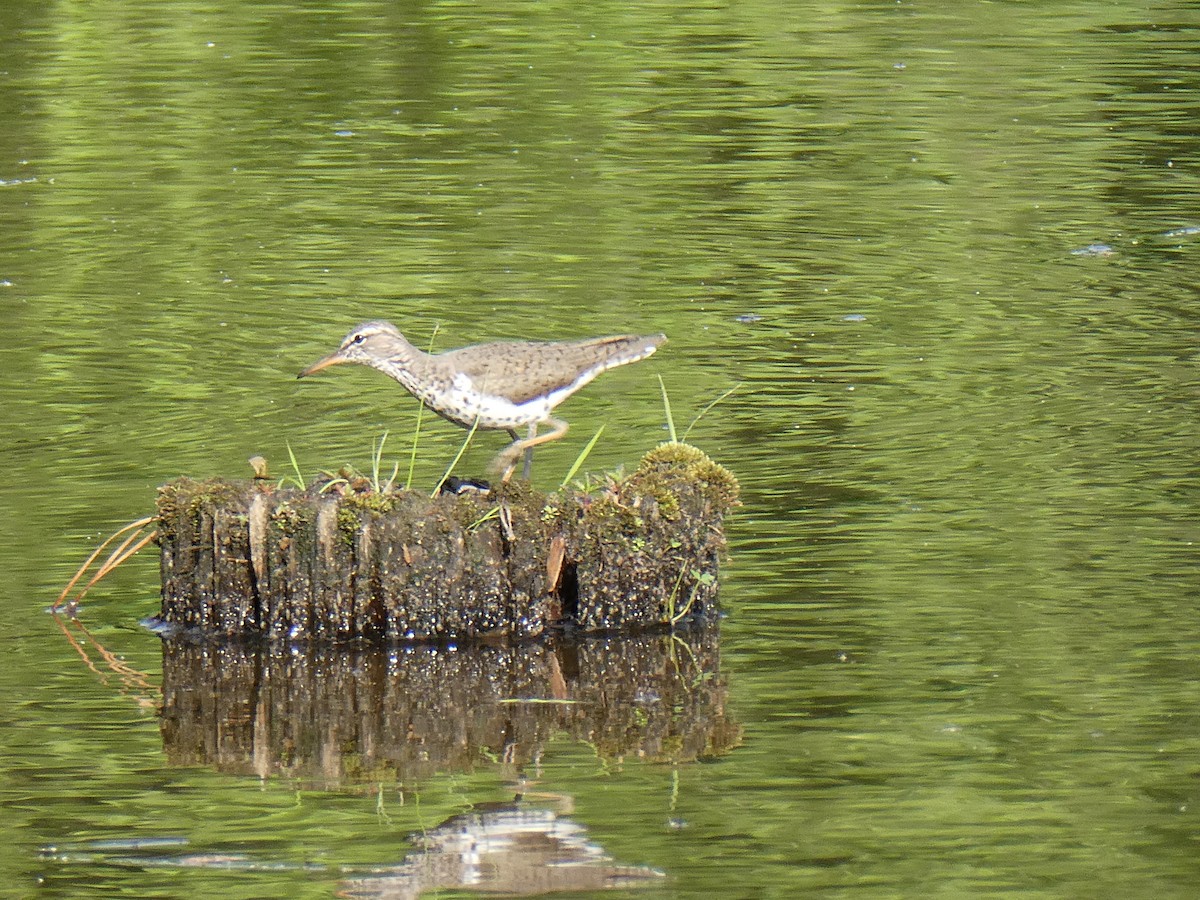 Spotted Sandpiper - ML634719904