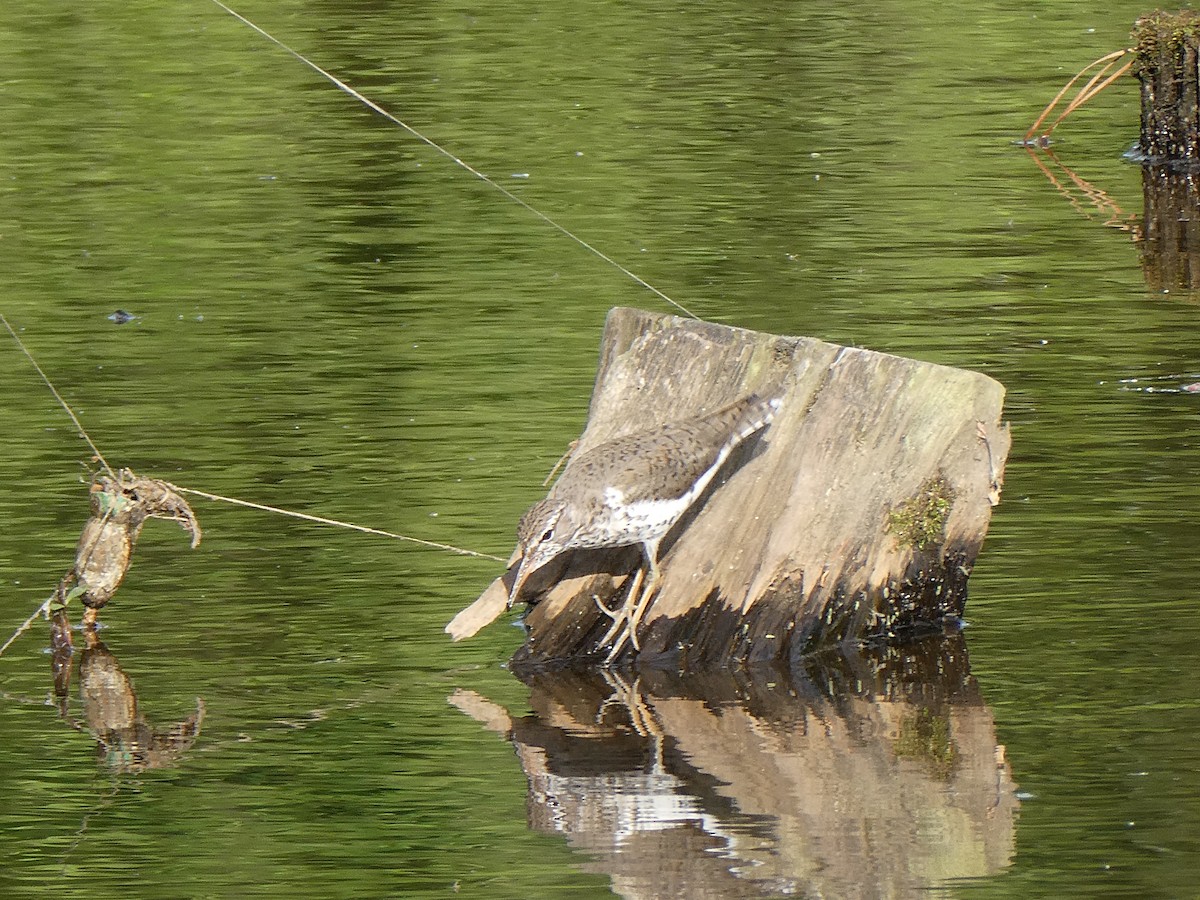 Spotted Sandpiper - ML634719911