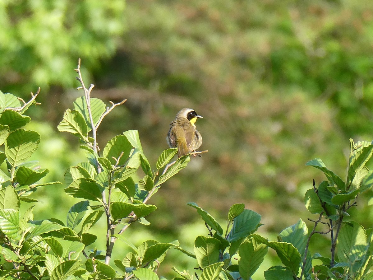 Common Yellowthroat - ML634719945
