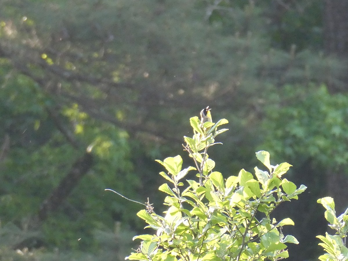 Common Yellowthroat - ML634719957