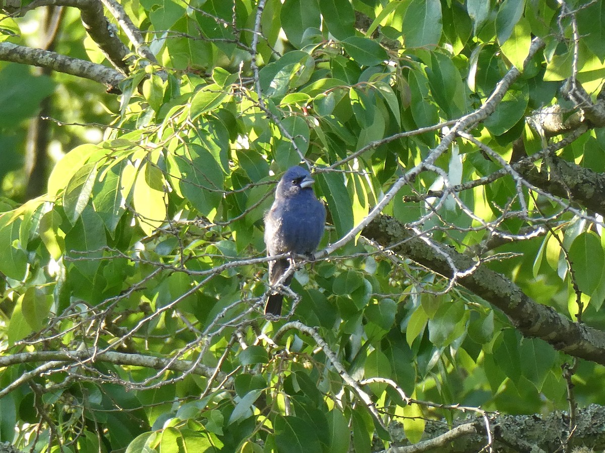 Blue Grosbeak - ML634719975